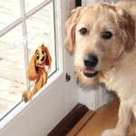 Personalised 3D Cartoon Cat Dog Name Car Sticker with Name Car Window Decor Birthday New Car Housewarming Gift for Pet Lover