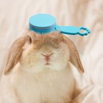 Personalised Multicolour Ears Rabbit Food Scoop with Name Pet Accessory Birthday Bunny Gift for Rabbit Owner