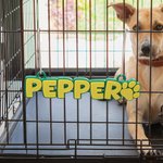 Personalised Dog 3D Printed Multicolor Name Plate with Dog Paw Kennel Accessory Birthday Gift for Pet Lovers