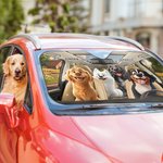 Personalised 1-4 3D Style Dog Cartoon Character Funny Car Windshield Sun Shade with Name Holiday New Car Birthday Gift for Dog Lovers Car Owner