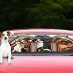 Personalised 1-4 3D Style Dog Cartoon Character Funny Car Windshield Sun Shade with Name Holiday New Car Birthday Gift for Dog Lovers Car Owner
