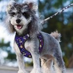 Laisse personnalisée Flamingo Dolphin Palm Tree Multicolore Harnais pour animaux avec 1-3 Photos Cadeau d'Anniversaire pour Propriétaire Amoureux des Animaux