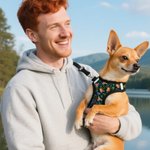 Laisse personnalisée Flamingo Dolphin Palm Tree Multicolore Harnais pour animaux avec 1-3 Photos Cadeau d'Anniversaire pour Propriétaire Amoureux des Animaux