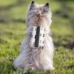 Cane personalizzato con impronte di zampe, cuore d'osso, porta sacchetti per la cacca con nome dell'animale, attività all'aperto, regalo di compleanno per il proprietario dell'animale.