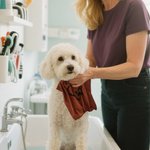 Personalized Multicolor Dog Paw Cleaning Towel with Name and Hanger Soft Super Absorbent Pet Supplies Gift for Pet Lovers Owners