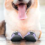 Chaussures pour chien antidérapantes personnalisées avec impression de patte multicolore pour trottoir chaud avec nom Accessoires d'extérieur Cadeau d'anniversaire pour les propriétaires de chiens