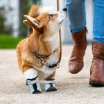 Chaussures pour chien antidérapantes personnalisées avec impression de patte multicolore pour trottoir chaud avec nom Accessoires d'extérieur Cadeau d'anniversaire pour les propriétaires de chiens