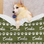 Personalised Cute Paw Prints Soft Throw Pet Blanket with Name Pet Birthday Adoption Anniversary Gift for Pet Lovers Owners
