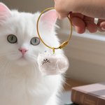 Henkilökohtainen läpinäkyvä kissa muoto söpö ilmaisu avaimenperä nimi lemmikkieläinten hiukset varastointi matkamuisto Memorial sympatia lahja kissan omistajille