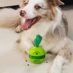 Henkilökohtainen Cactus Design Dog Interaktiivinen Treat Dispenser Toy nimi Lemmikin päivä syntymäpäivälahja lemmikkieläinten ystäville omistajille