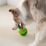 Henkilökohtainen Cactus Design Dog Interaktiivinen Treat Dispenser Toy nimi Lemmikin päivä syntymäpäivälahja lemmikkieläinten ystäville omistajille