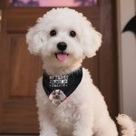 Personalized No Tricks Just Treats Devil Wings Cat Dog Soft Pet Bandana Spooky Season Halloween Gift for Pet Lovers Pet Parents