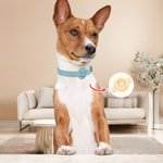 Personalized Line Style Dog Cat Design Pet Collar with Air Tag Holder and Name Outdoor Accessories Pet Party Birthday Gift for Pet Owners