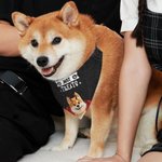 Personalized No Tricks Just Treats Devil Wings Cat Dog Soft Pet Bandana Spooky Season Halloween Gift for Pet Lovers Pet Parents