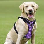 Gilet riflettente regolabile personalizzato Multicolore Cute Paw Dog con nome Regalo di compleanno per gli amanti degli animali domestici