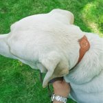 Personalized Line Style Dog Cat Design Pet Collar with Air Tag Holder and Name Outdoor Accessories Pet Party Birthday Gift for Pet Owners