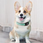 Personalized Paw Print Design Pet Locator Collar with Air Tag Holder and Name Outdoor Accessories Pet Party Birthday Gift for Pet Owners