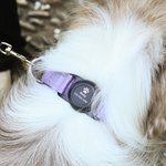 Personalized Paw Print Design Pet Locator Collar with Air Tag Holder and Name Outdoor Accessories Pet Party Birthday Gift for Pet Owners