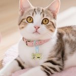 Personalised 3D Cartoon Dog Cat Bone Design Signage Pet Tag with Name Birthday Outdoor Activities Gift for Pet Lovers Owners