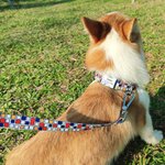 Personalised Mosaic Print Pet Collar with Name and Number Pet Party Birthday Gift for Pet Lovers Owner