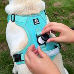 Personalized Bone Design Signage Multicolor Pet Chest Harness with Name and Number Outdoor Activities Birthday Gift for Pet Lovers Owners