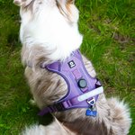 Personalized Bone Design Signage Multicolor Pet Chest Harness with Name and Number Outdoor Activities Birthday Gift for Pet Lovers Owners