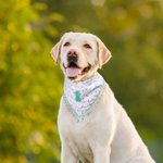 Personalised Tassel Trim Pet Bandana with Initial or Number Dog Cat Daily Accessory Gotcha Day Birthday Gift for Pet Owners Lovers