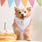 Personalised Tassel Trim Pet Bandana with Initial or Number Dog Cat Daily Accessory Gotcha Day Birthday Gift for Pet Owners Lovers