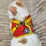 Gepersonaliseerde bot ontwerp bewegwijzering Multicolor huisdier borst harnas met Airtag houder en naam Verjaardag Outdoor activiteiten Gift voor huisdier liefhebbers eigenaren