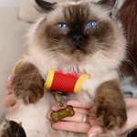 Gepersonaliseerde bot ontwerp bewegwijzering Multicolor huisdier borst harnas met Airtag houder en naam Verjaardag Outdoor activiteiten Gift voor huisdier liefhebbers eigenaren