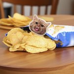 Personligt akrylfoto av husdjursansikte Magnetiskt clips Födelsedag Jul Jubileum Present till husdjursägare