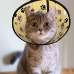 Personligt djurfoto fiskben tassavtryck Justerbart Elizabeth skyddande halsband djursjukhusvård födelsedagspresent för djurägare älskare