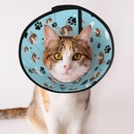 Personligt djurfoto fiskben tassavtryck Justerbart Elizabeth skyddande halsband djursjukhusvård födelsedagspresent för djurägare älskare