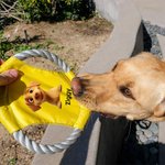 Personlig hundflygskiva leksak med tecknad hundmotiv flerfärgad vattentålig med namn perfekt födelsedagspresent till hundälskare eller vänner