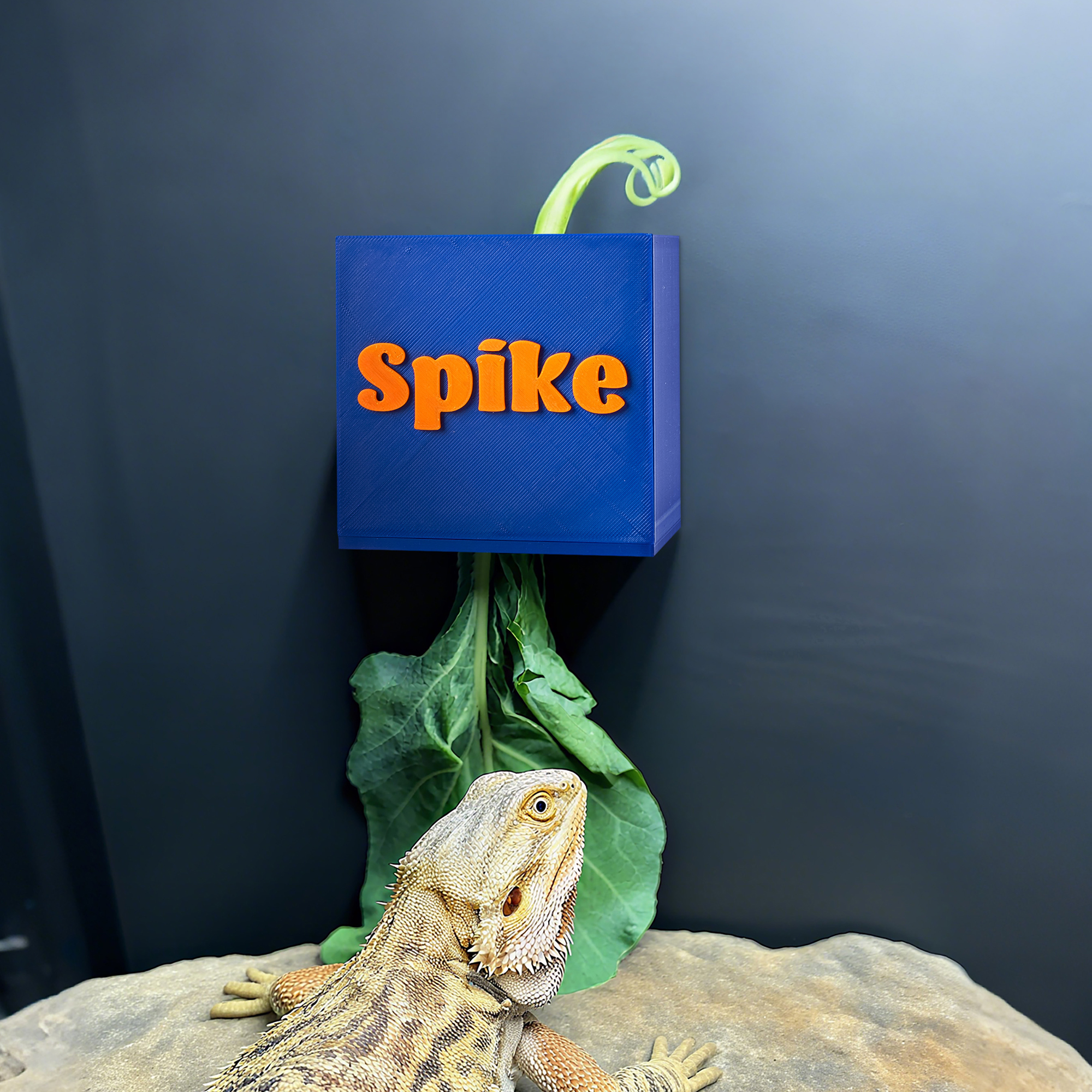 Boîte d'alimentation en feuilles pour reptiles, imprimée en 3D, pratique et hygiénique, avec nom Habitat pour reptiles pour les propriétaires de lézards et de reptiles