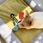 Personligt ben hund tassavtryck mjuk husdjursbäddmatta med namn utomhusaktiviteter husdjursfest födelsedagspresent för husdjursägare älskare