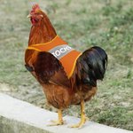 Personalisierte Multicolor Nacht reflektierendes Design atmungsaktiv Huhn Sattelschutz mit Namen Haustier Party Geschenk für Landwirt Haustier Hühnerhalter