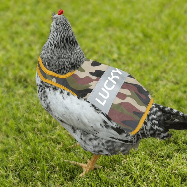 Personalisierte Multicolor Nacht reflektierendes Design atmungsaktiv Huhn Sattelschutz mit Namen Haustier Party Geschenk für Landwirt Haustier Hühnerhalter