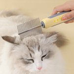 Henkilökohtainen Paw Print Fish Bone Pet Double Row Comb kanssa nimi Pet Salon syntymäpäivälahja lemmikkieläinten omistajille