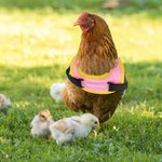 Personalisierte Multicolor Nacht reflektierendes Design atmungsaktiv Huhn Sattelschutz mit Namen Haustier Party Geschenk für Landwirt Haustier Hühnerhalter