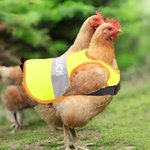 Personalisierte Multicolor Nacht reflektierendes Design atmungsaktiv Huhn Sattelschutz mit Namen Haustier Party Geschenk für Landwirt Haustier Hühnerhalter