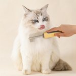 Henkilökohtainen Paw Print Fish Bone Pet Double Row Comb kanssa nimi Pet Salon syntymäpäivälahja lemmikkieläinten omistajille