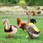 Personalisierte Multicolor Nacht reflektierendes Design atmungsaktiv Huhn Sattelschutz mit Namen Haustier Party Geschenk für Landwirt Haustier Hühnerhalter