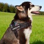 Henkilökohtainen sydän tassun tulosta luun muotoilu säädettävä heijastava koiran valjaat liivi nimi Pet osapuoli syntymäpäivälahja lemmikkieläinten ystäville omistajille