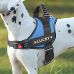 Henkilökohtainen sydän tassun tulosta luun muotoilu säädettävä heijastava koiran valjaat liivi nimi Pet osapuoli syntymäpäivälahja lemmikkieläinten ystäville omistajille