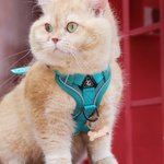 Harnais de poitrail en maille pour animaux de compagnie avec nom et corde de traction Cadeau d'anniversaire pour les propriétaires d'animaux de compagnie