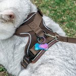 Harnais de poitrail en maille pour animaux de compagnie avec nom et corde de traction Cadeau d'anniversaire pour les propriétaires d'animaux de compagnie