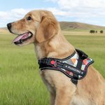Henkilökohtainen sydän tassun tulosta luun muotoilu säädettävä heijastava koiran valjaat liivi nimi Pet osapuoli syntymäpäivälahja lemmikkieläinten ystäville omistajille