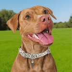 Personalized Paw Bone Heart Adjustable Braided Pet Collar with Name Tassel and Rope Daily Use Pet Birthday Anniversary Gift for Pet Owner Lover