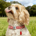 Personalized Paw Bone Heart Adjustable Braided Pet Collar with Name Tassel and Rope Daily Use Pet Birthday Anniversary Gift for Pet Owner Lover